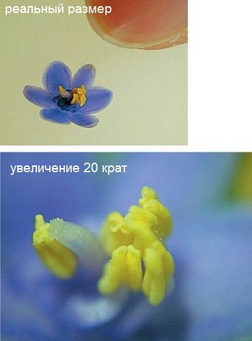 Подставка Kenko Micro Lens Stand купить по оптимальной цене,  доставка по России, гарантия качества