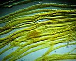 Портативный трихинеллоскоп ПТ-101 купить по оптимальной цене,  доставка по России, гарантия качества