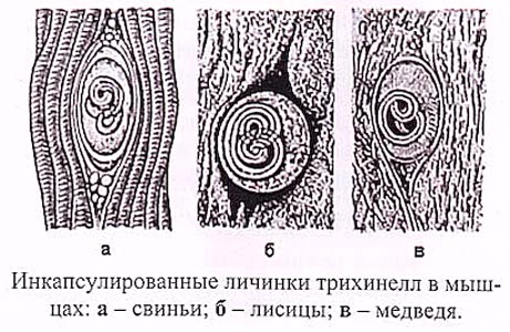 Портативный трихинеллоскоп ПТ-101 купить по оптимальной цене,  доставка по России, гарантия качества